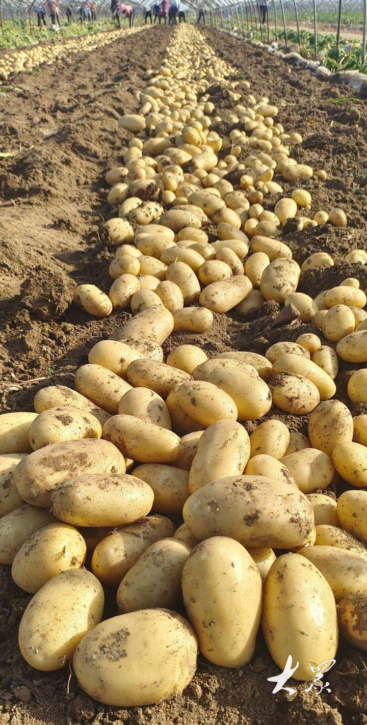 总产173.3万吨,产值39.6亿元,滕州38万亩拱棚马铃薯喜获丰收