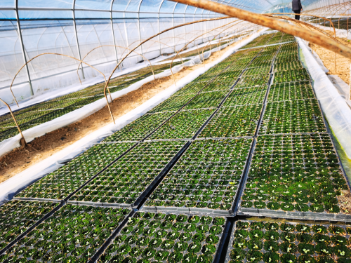 甘肃徽县烟草:实行集约化育苗 把好烟叶生产关