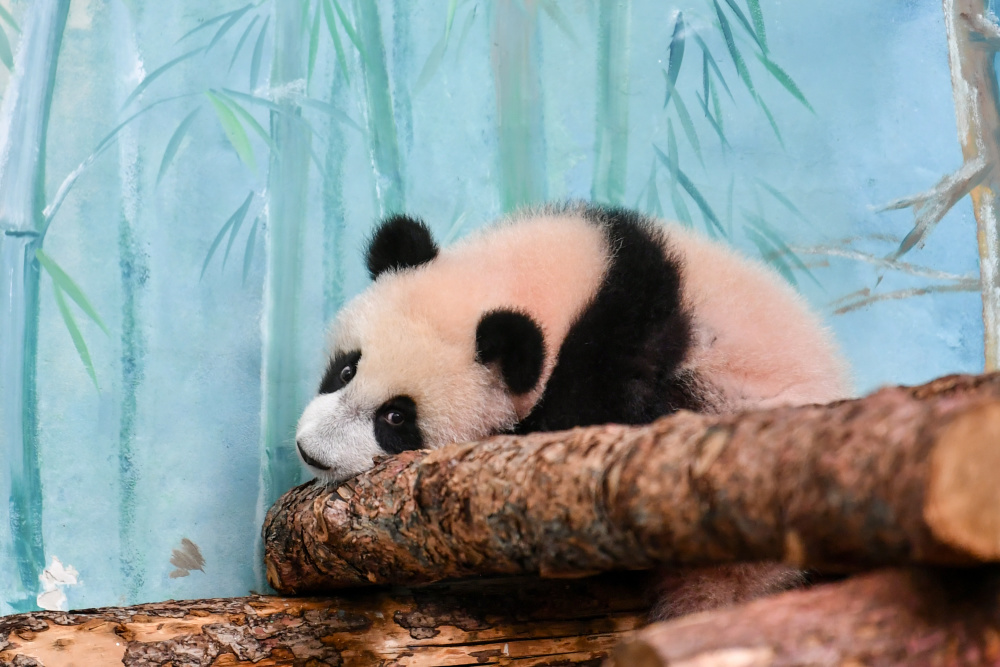 俄罗斯莫斯科大熊猫喀秋莎首次公开亮相