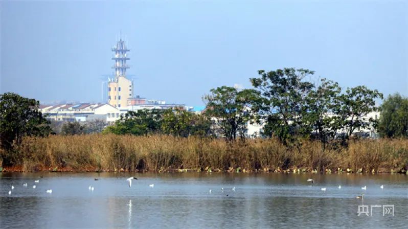 央媒看淮陽小精靈在古城做客眾多珍稀候鳥落腳淮陽龍湖