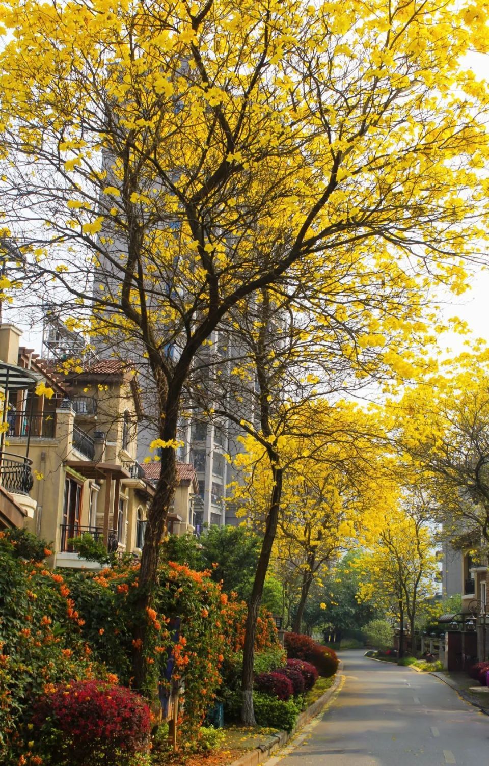 金灿灿的黄花风铃木将连州春天染成金色