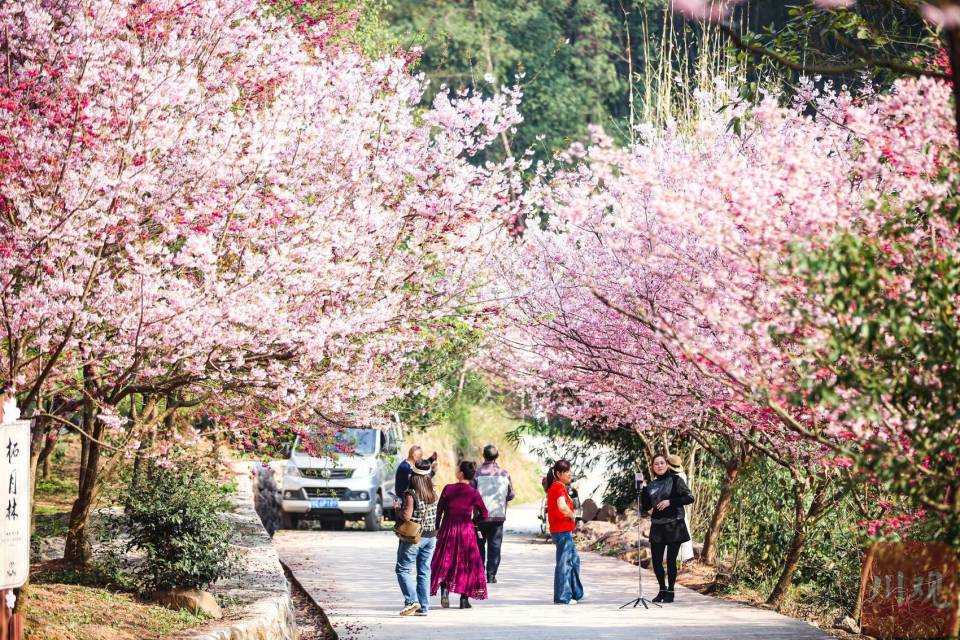 宜宾樱花基地图片