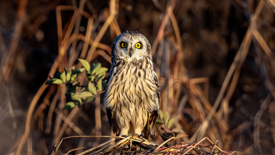 "萌禽"短耳鸮现身南滇池湿地_腾讯新闻