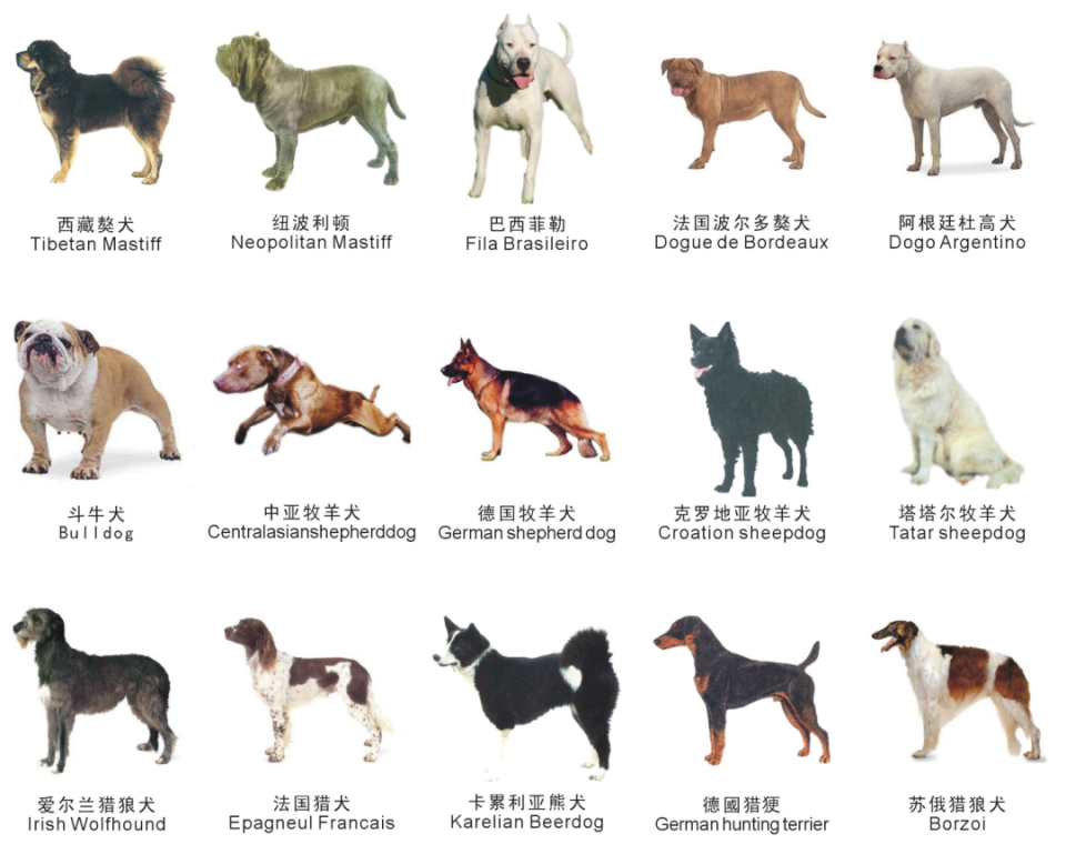 烈性犬禁养名单图片图片