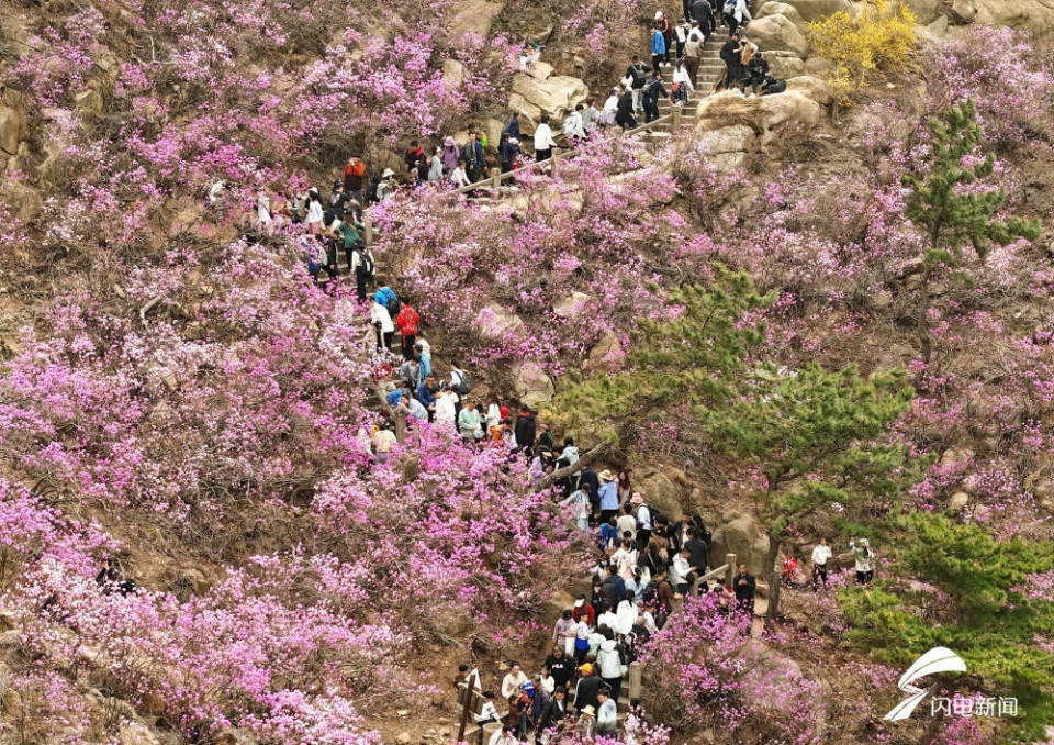 大珠山花期图片