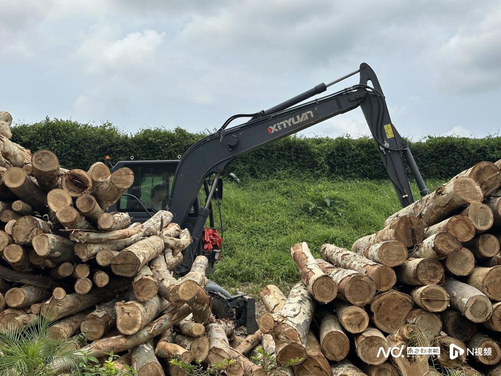 市民投诉广东东莞一地连日砍树？当地回应称正进行树种更换是怎么一回事-313啦实用网