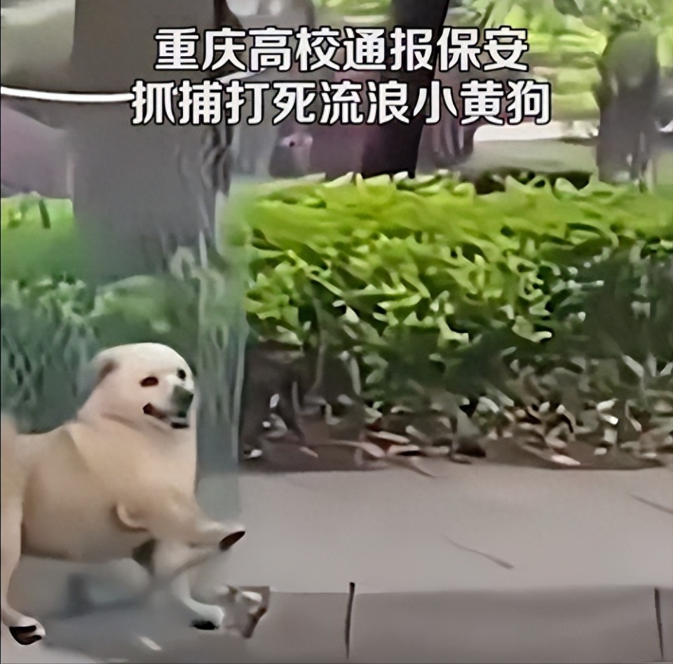 重庆高校打死流浪狗保安已停职，校方再通报：学生被追赶，保安对狗进行驱赶，过程中致其死亡_腾讯新闻