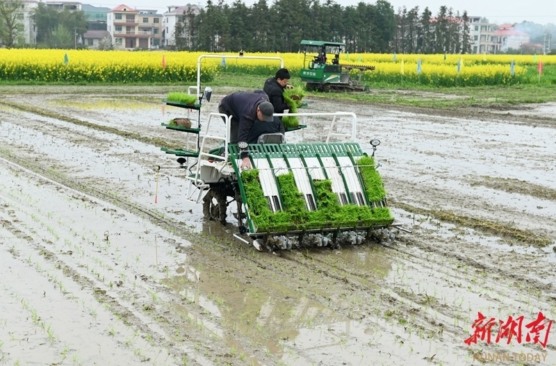 早稻机插忙稻田披绿装