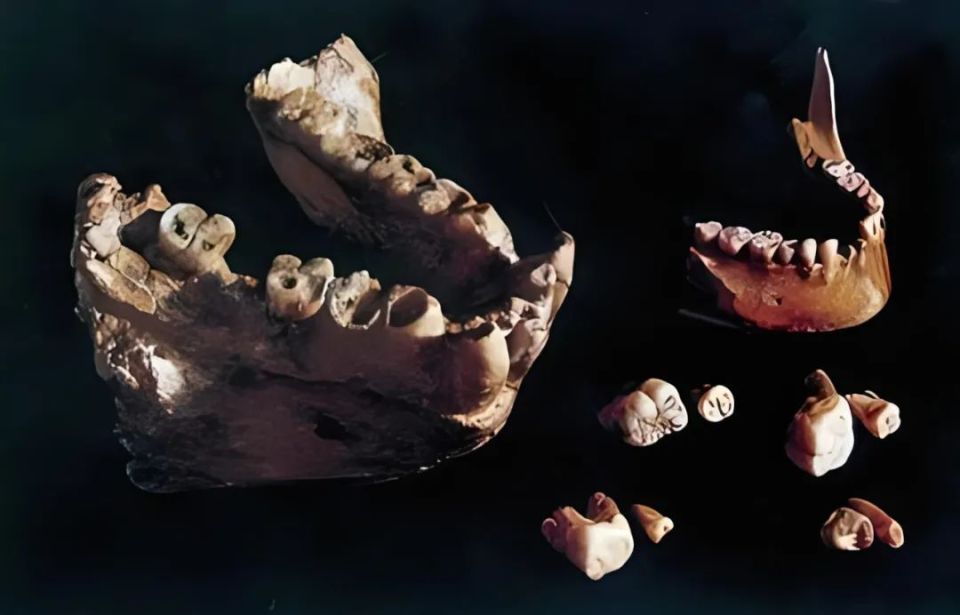 史前巨兽巨猿的化石,在广西发现最多!