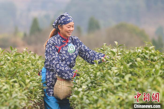 满园碧绿茶飘香 "中国名茶之乡"江西修水"明前茶"采摘忙_腾讯新闻