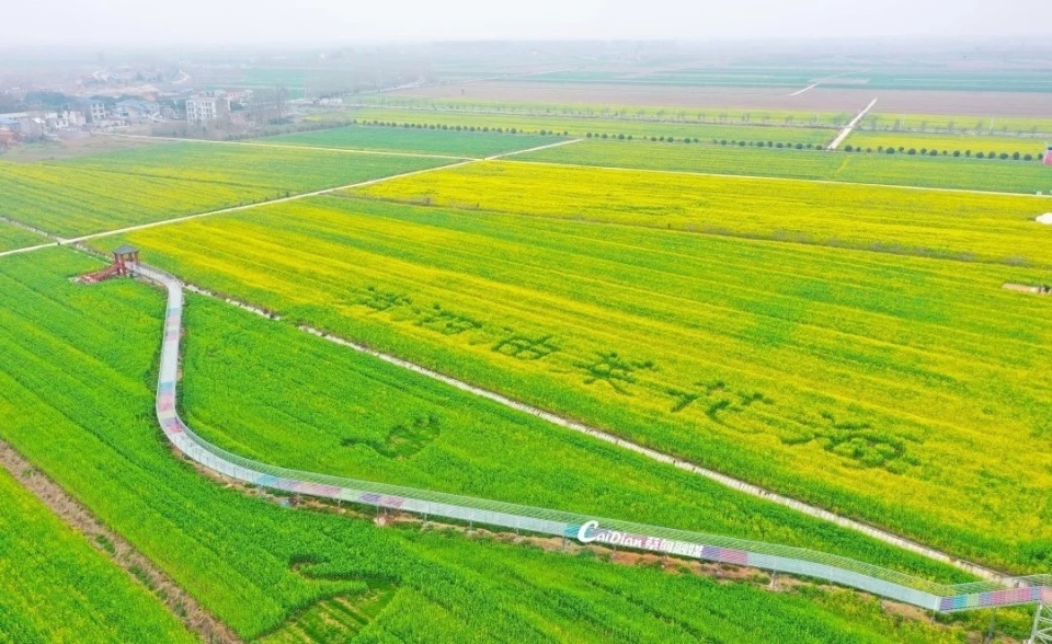 蔡甸消泗油菜花花期预报来了