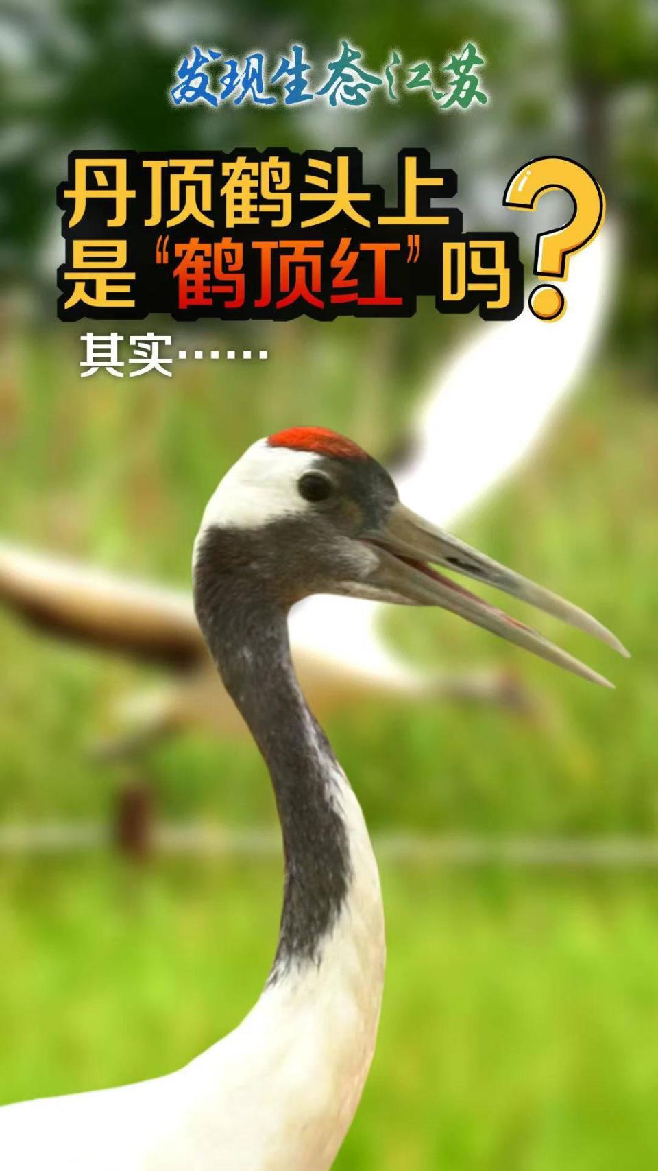 "神奇物种"在江苏