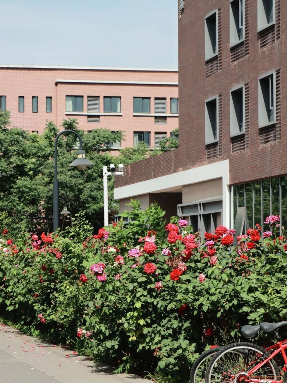 爱了,鸟语花香的天大!