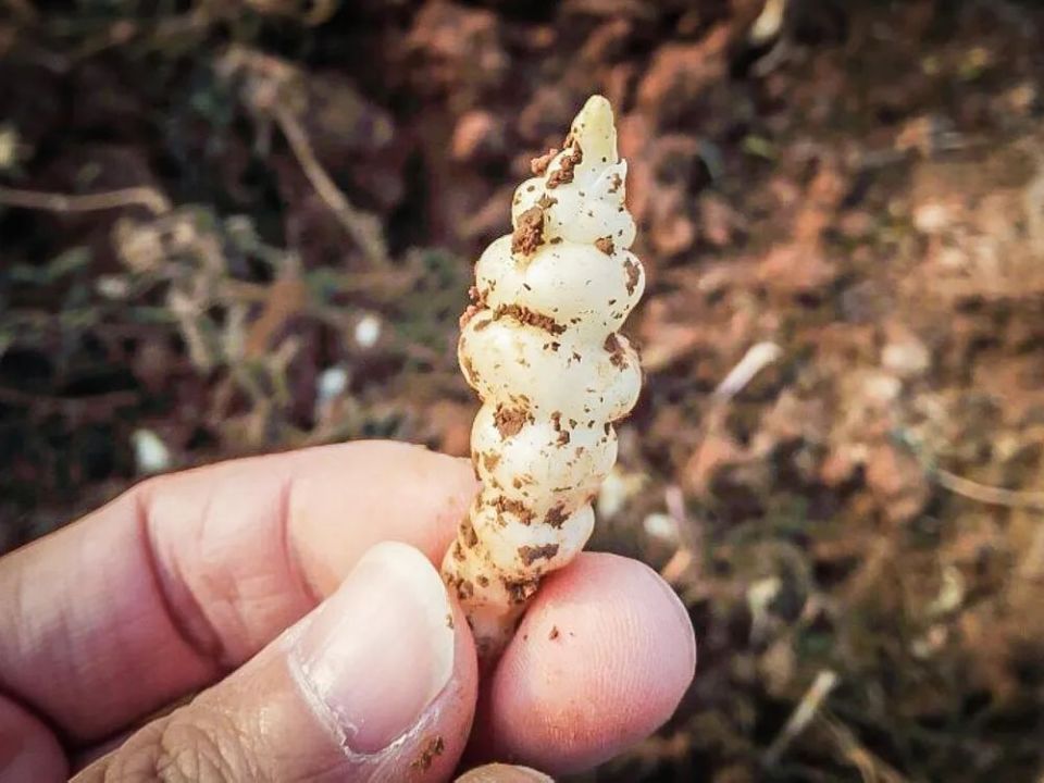 这种地下野果,长得像蚕宝宝,生吃脆甜可口,腌菜泡菜更是一绝