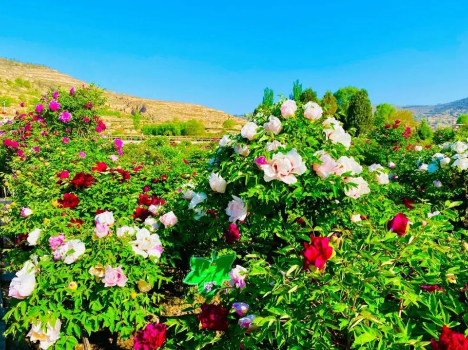 临洮曹家坪牡丹园