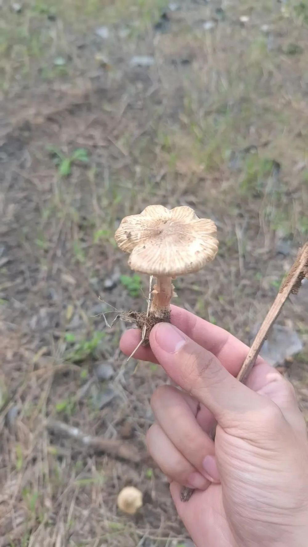 北京通州2老人食用野生毒蘑菇中毒暂无生命危险