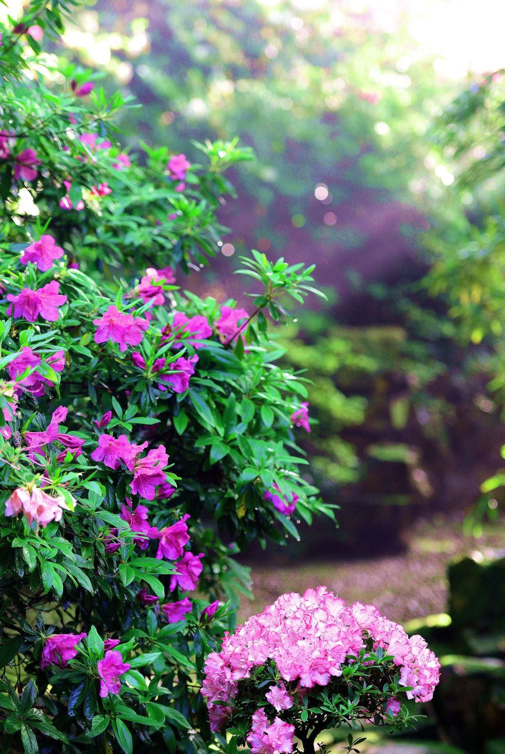 杜鹃花开满园春