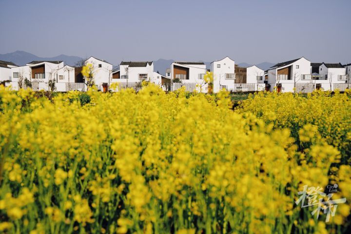 东梓关油菜花图片