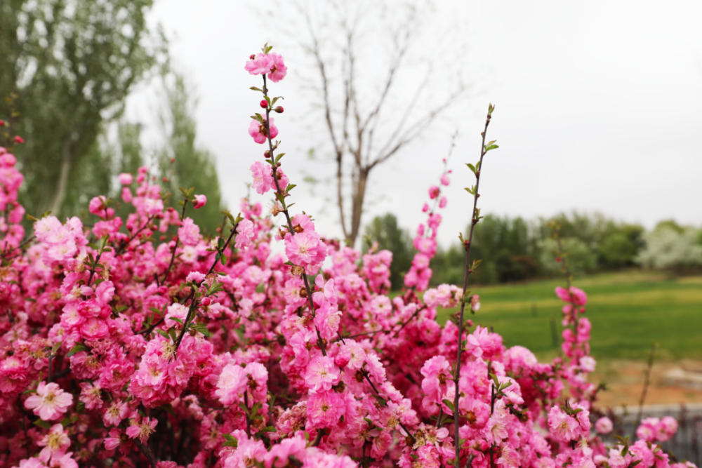 丁香丁香温柔淑静且适应性强管理比较粗放平时只要注意除草雨季防涝