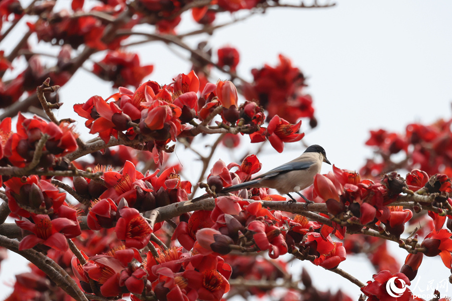 厦门:木棉花开红似火 百鸟争鸣映画卷_腾讯新闻