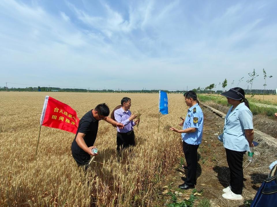 台儿庄区举行黑小麦田间观摩现场会