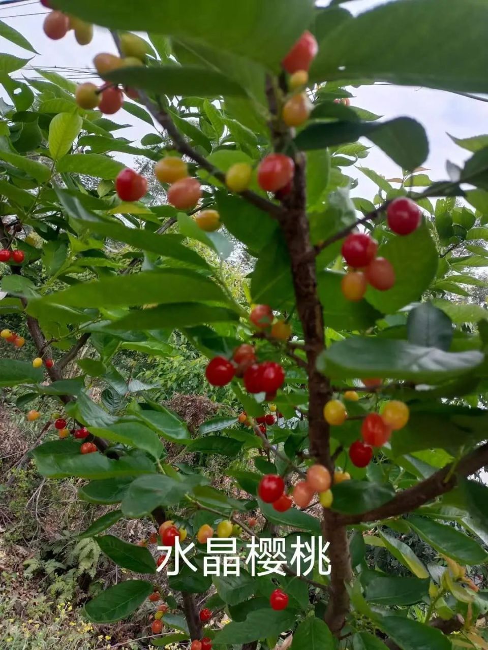 乐山周边摘樱桃图片