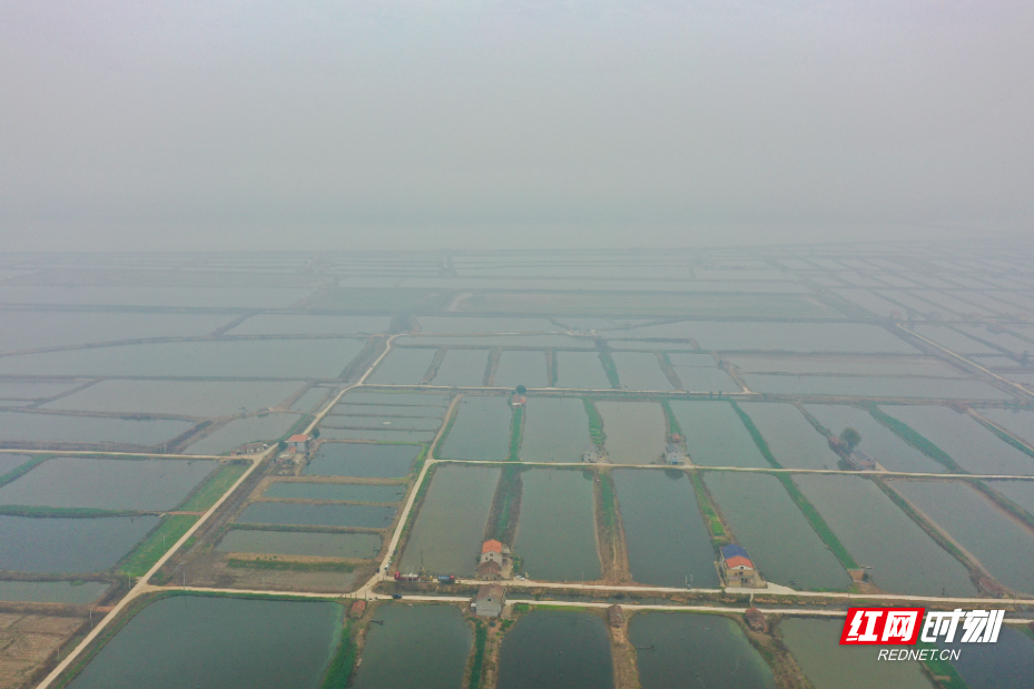 岳阳县:洞庭湖畔冬捕忙水美人欢鱼满仓