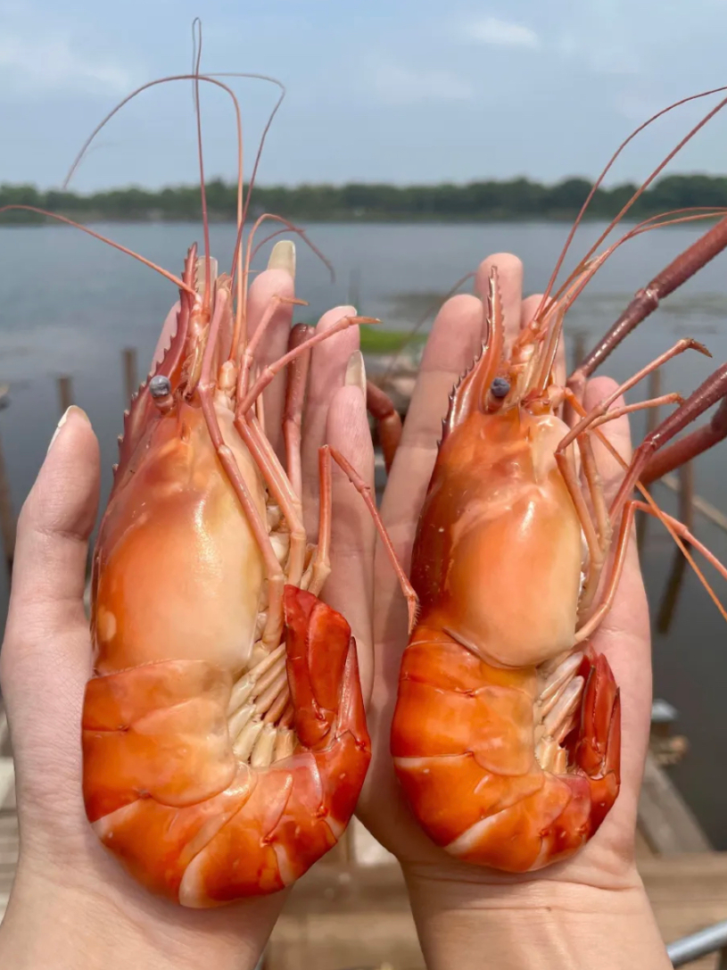 太湖1号大虾上市河中小青龙你尝过没