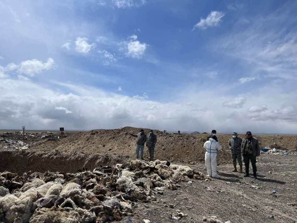 极端天气导致蒙古国超10%牲畜死亡,损失数量或升至1490万头_腾讯新闻