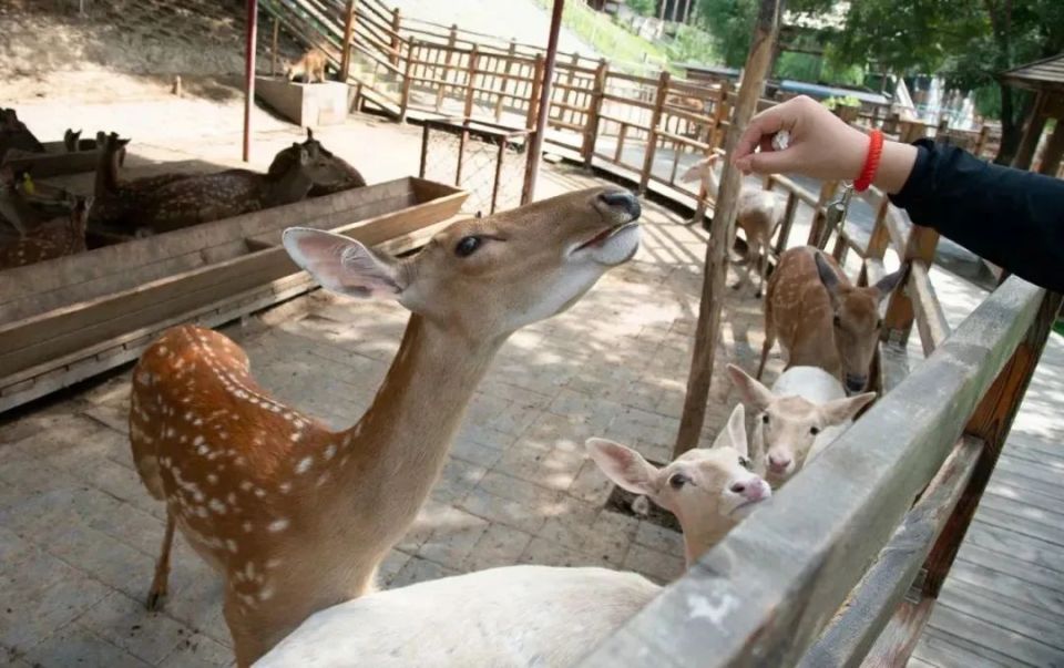 门票免费送!明天正式开启!