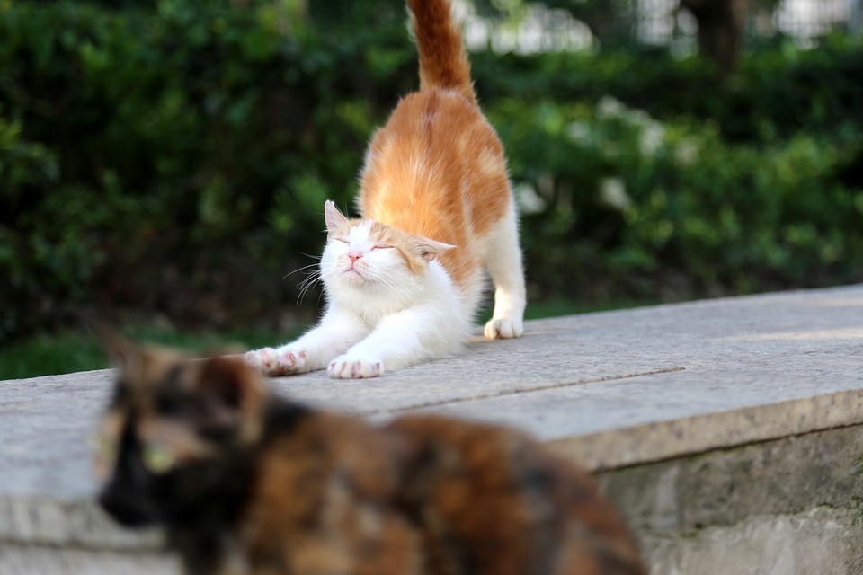 马珂:猫与城_腾讯新闻