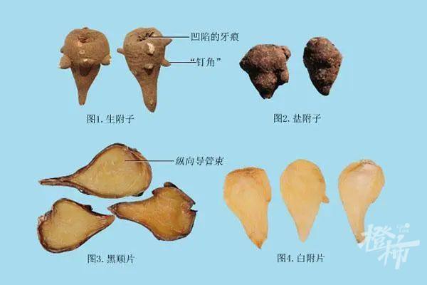由于赵大伯是一名"草药迷",很快便想到了草乌,附子这两味药材,刚好