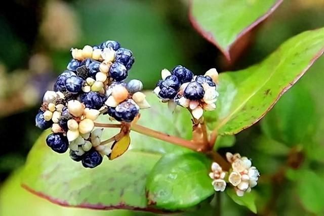 清热解毒,利湿止痒,明目退翳——火炭母