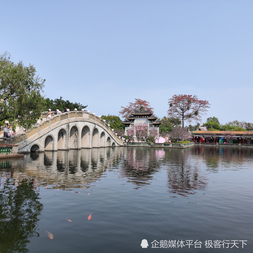 宝墨园的樱花已开好,快来赴一场樱缘群仙会