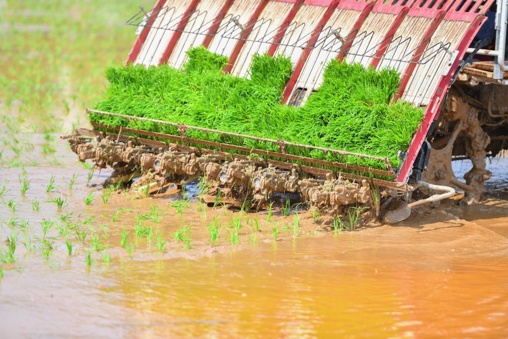春季耕种正当时 机械插秧"加速度"_腾讯新闻
