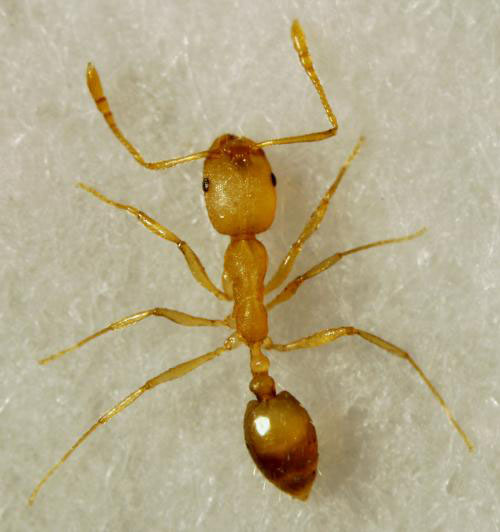 迁安人,小黄家蚁惹人烦?河北疾控帮您出招!