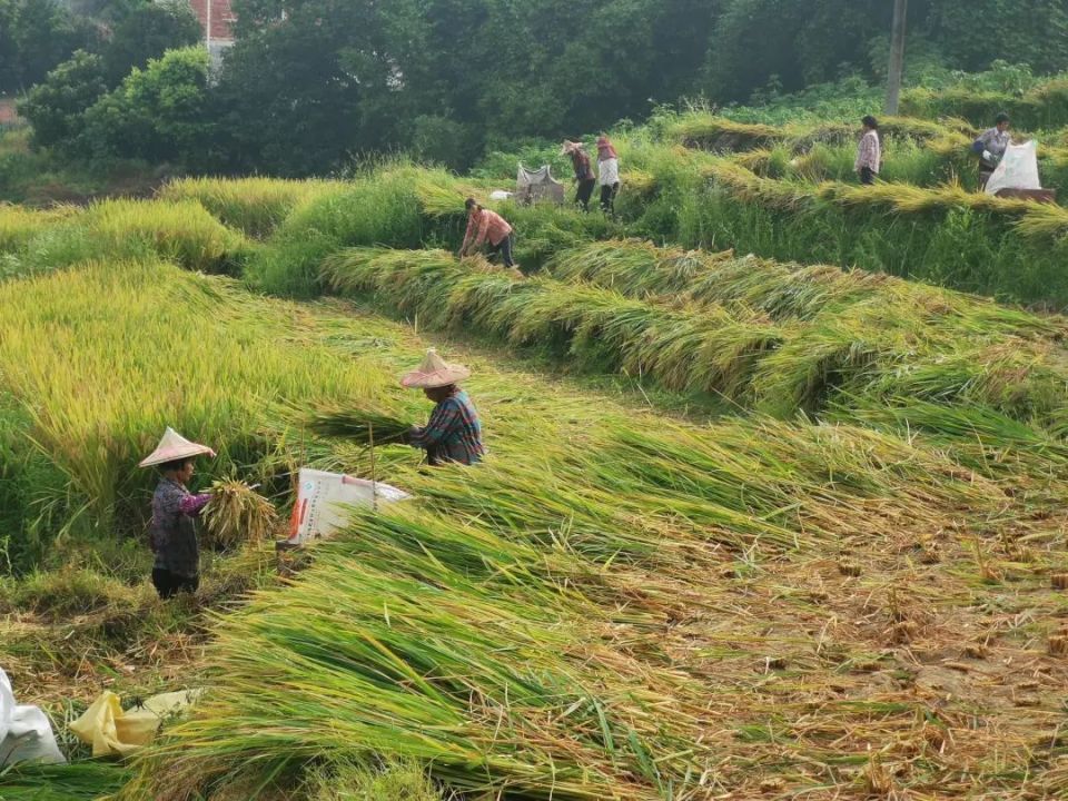 安溪:数百亩红米水稻开镰