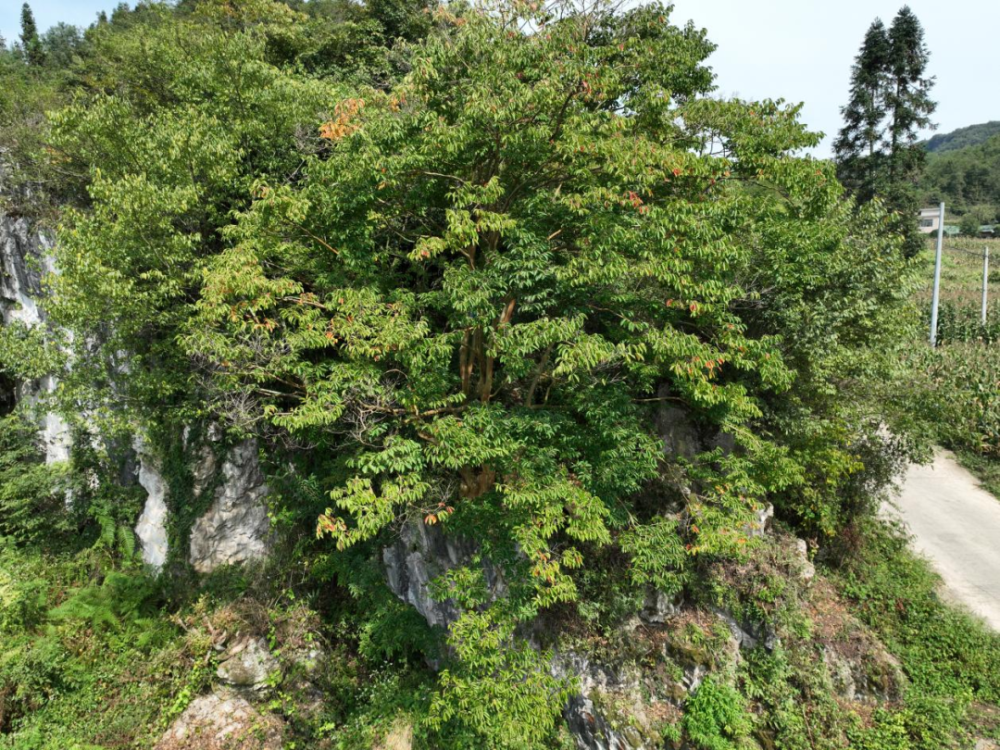大方县紫薇树的五百年守望
