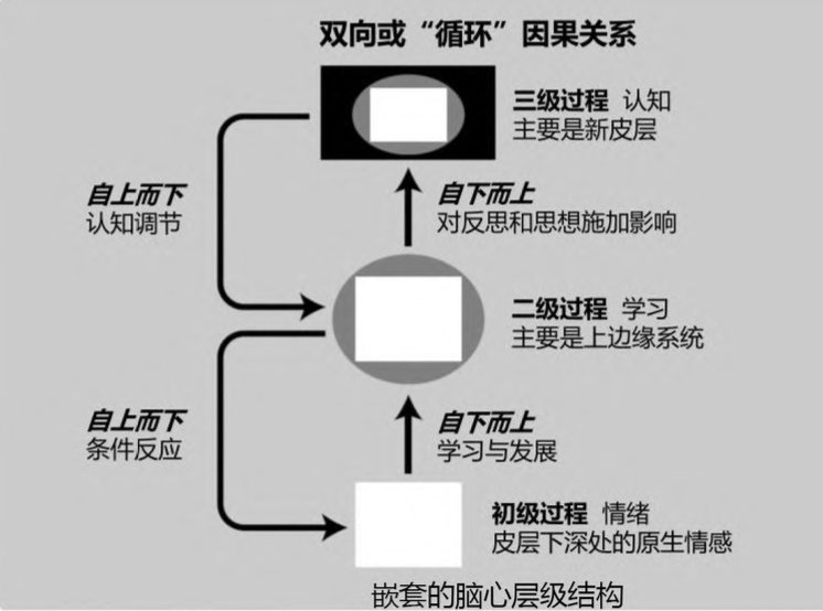 图 2 脑的每一个系统中进行的自下而上和自上而下 ( 循环) 因果作用该