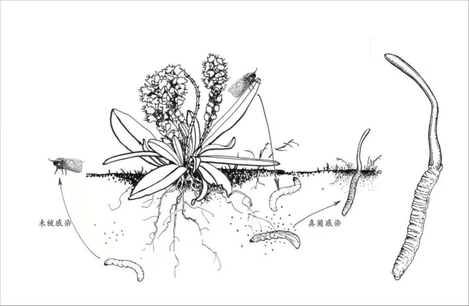 虫草生长示意图  杨建昆绘虫草采集场景  杨建昆绘虫草   杨建昆绘