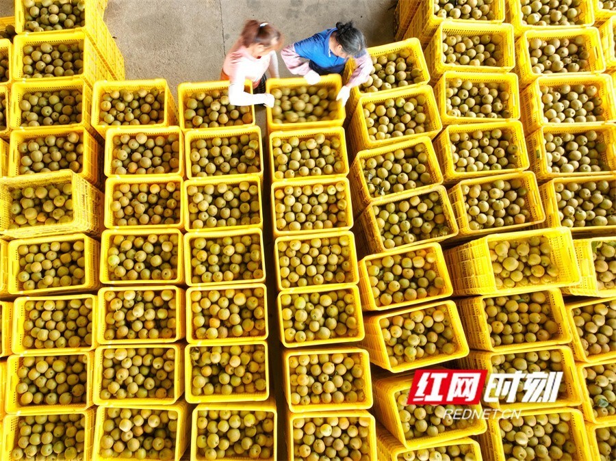 湖南江华:雪梨丰收 助农增收(组图)