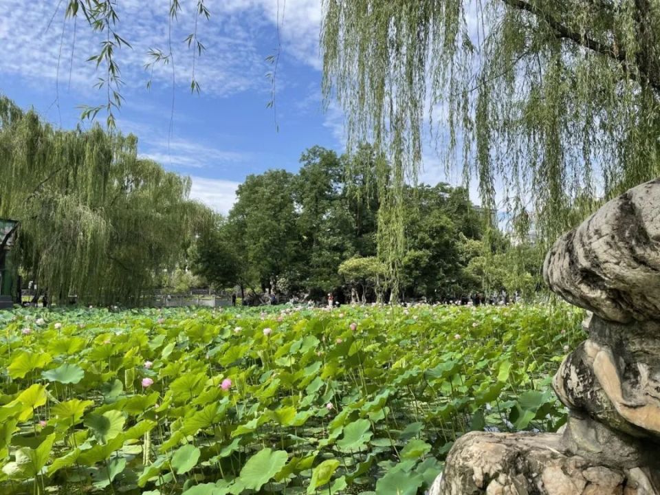 莲湖公园探寻精神地标厚植爱国情怀