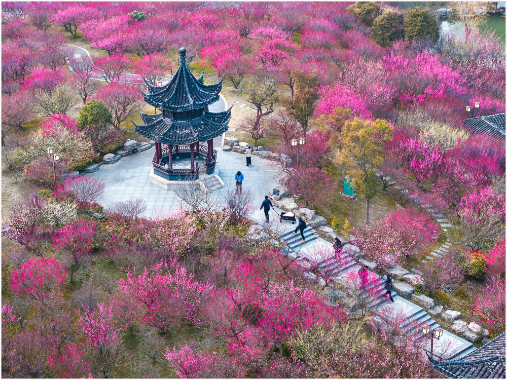 花语深处,寻解"梅"的新精神图腾_腾讯新闻
