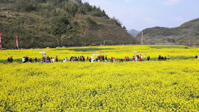 都匀花海图片