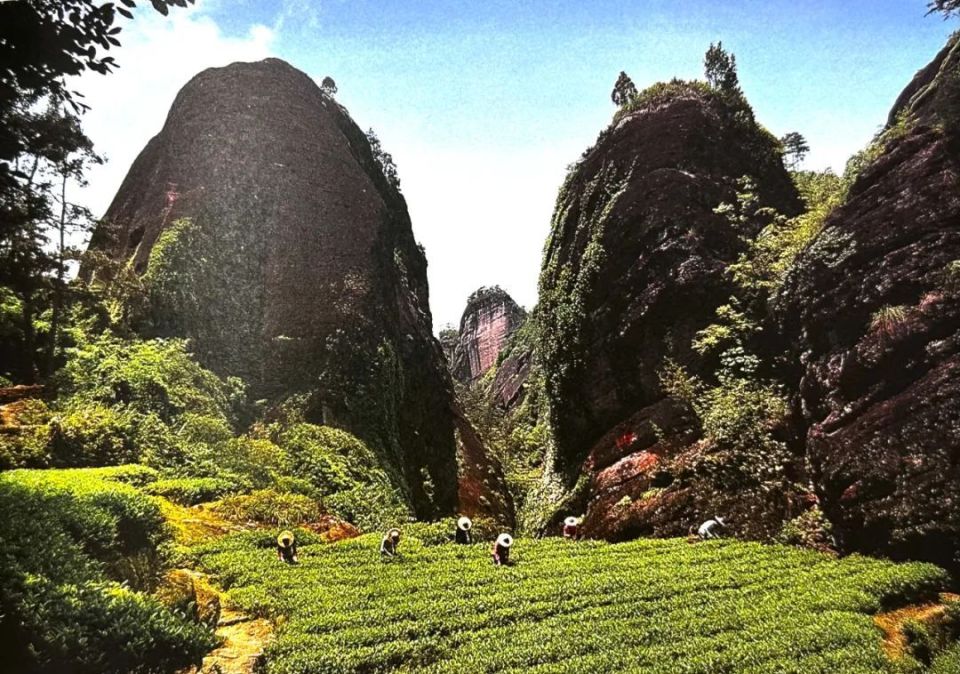 什么是武夷山的"正岩茶"?