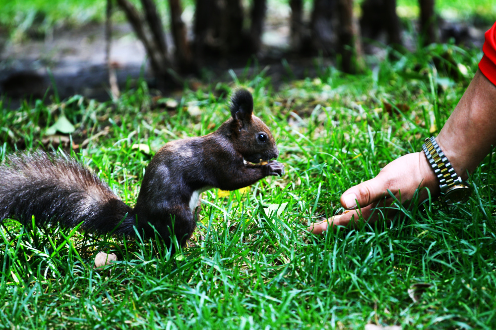 欢乐"鼠"不胜"鼠"!2000余只魔王松鼠成为新晋"岛主"