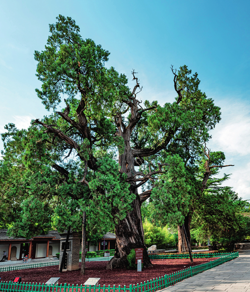 【中华文化】走进黄帝陵 探寻中华文化根脉