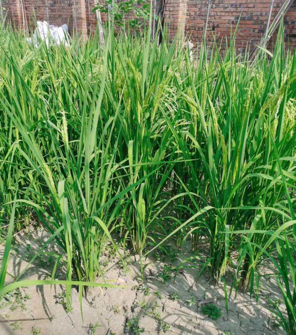 不浇水也能丰收新品种抗旱稻入驻天府粮仓