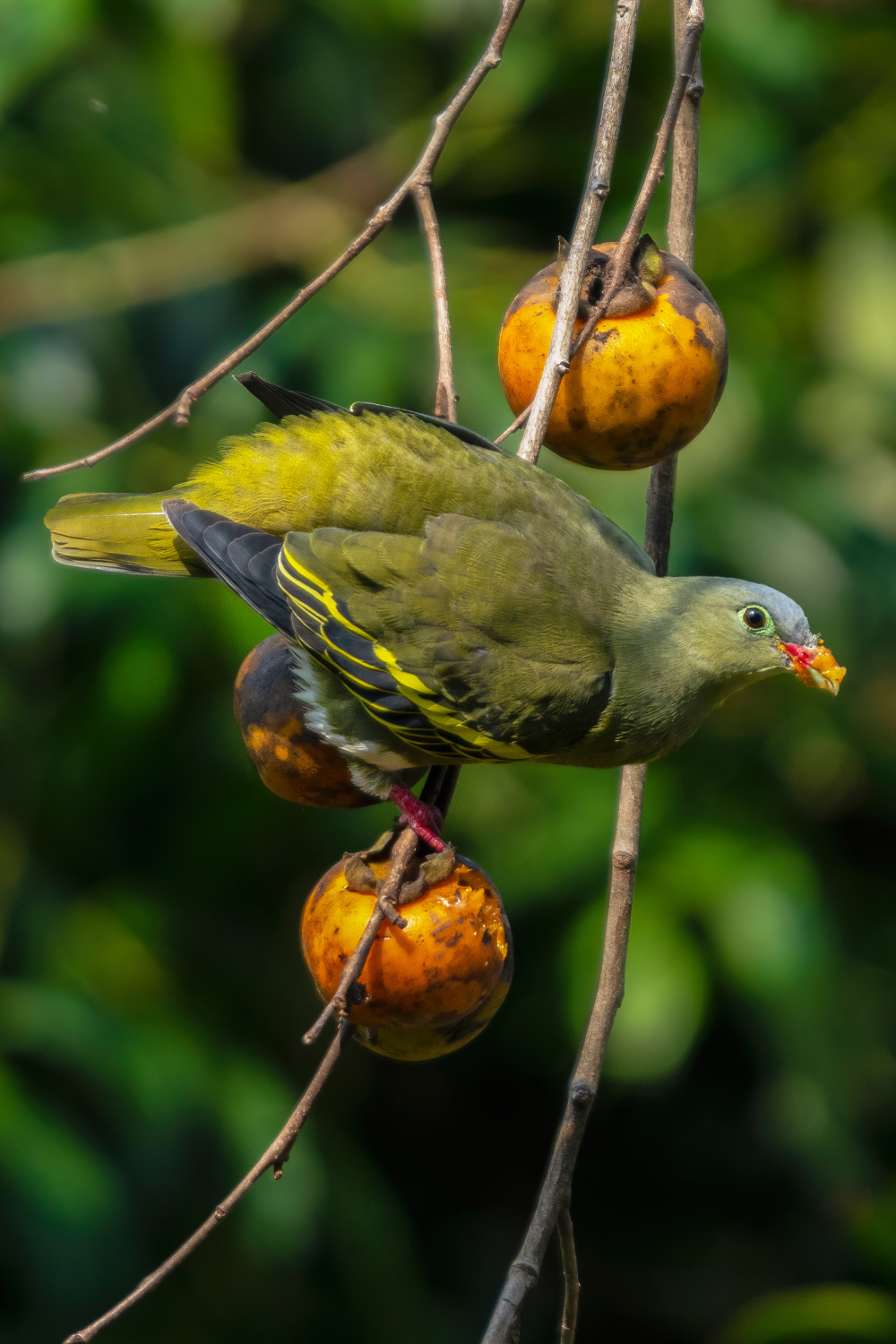 刷新广东鸟类纪录鼎湖山首次发现厚嘴绿鸠和楔尾绿鸠