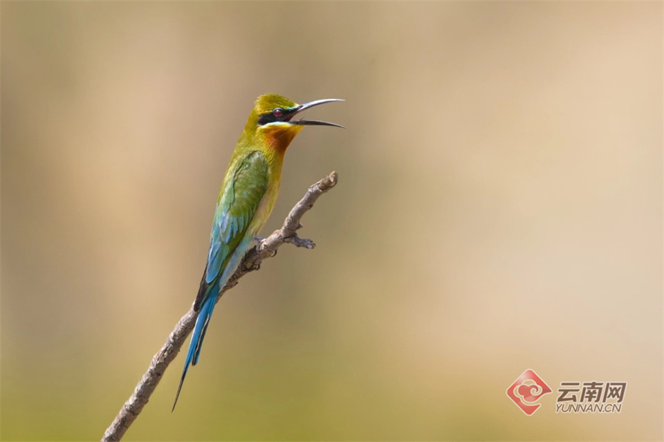 "中国最美小鸟"栗喉蜂虎安"家"元谋
